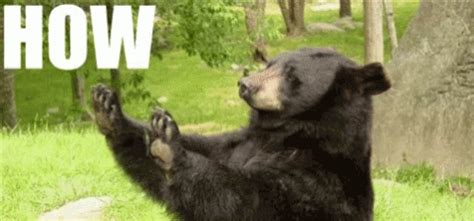 How About No Black Bear GIF | GIFDB.com