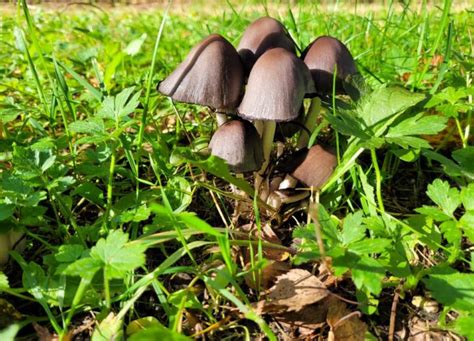 Inky Cap Mushrooms: Identification, Foraging, and Cooking - Mushroom Appreciation