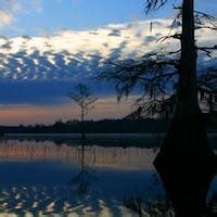 Captain Ron's Swamp Tours | Pontoon Boat Swamp Tours - Caddo Lake in Karnack, TX