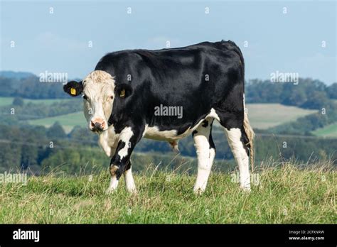 Black Hereford steer, a crossbreed of beef cattle produced from ...