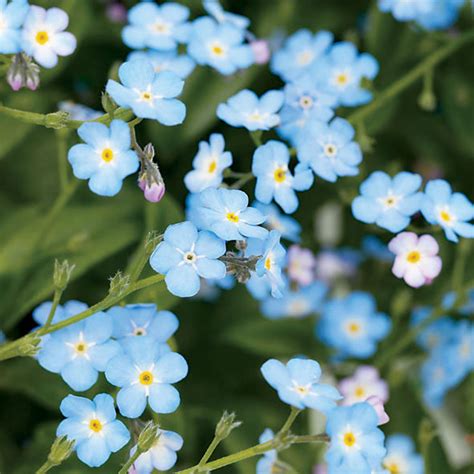 e learning for kindergarten: Real Blue Flowers Near Me : Blue Flower ...