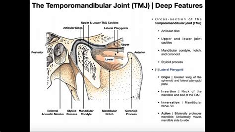 Parts Of Tmj Joint