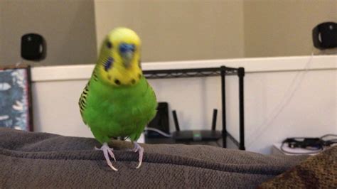 Kiwi The Parakeet Talking For Almost 2 Minutes - YouTube