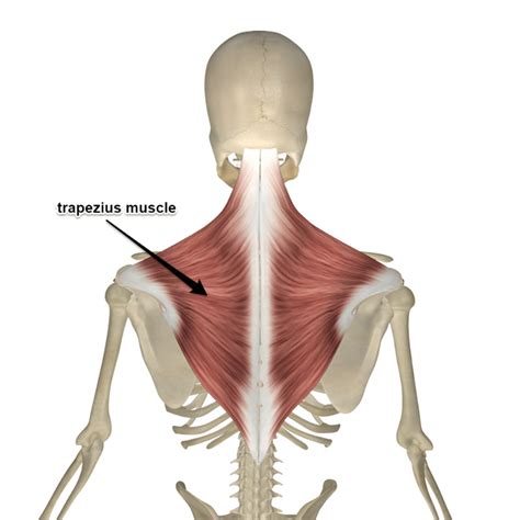 Muscles Named For Their Origin And Insertion - Hashir Tomlinson