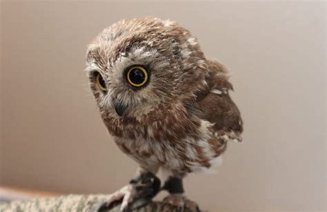 10 Fascinating Facts About Baby Owls