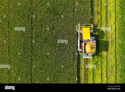 aerial view with drone of rice field ,during harvesting Stock Photo - Alamy