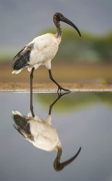 African Sacred Ibis | Ornithology | Nature Photographer