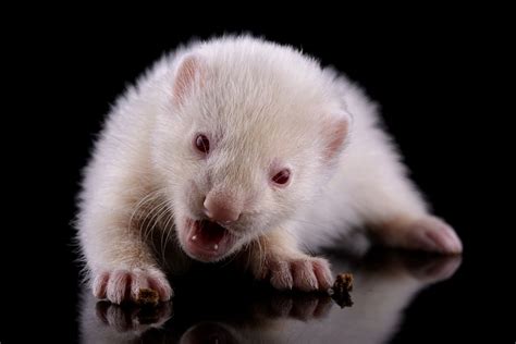 The Different Types of Domesticated Pet Ferrets