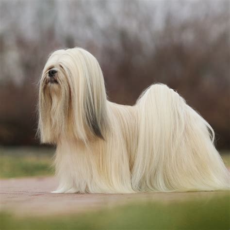 Lhasa Apso grooming, bathing and care | Espree