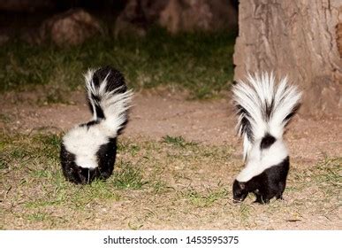 239 Skunk Night Images, Stock Photos & Vectors | Shutterstock