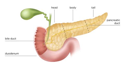 The Pancreas | Pancreatic Cancer Symptoms | Pancreatic Cancer Action