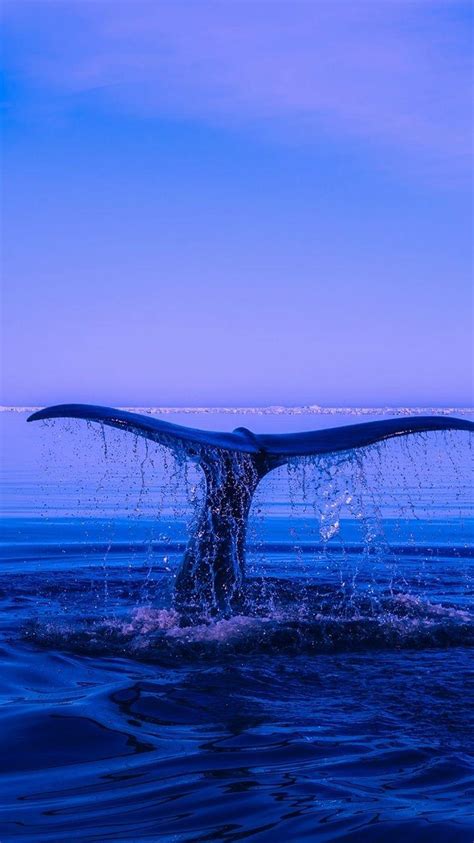 Whale iPhone Wallpapers - Top Free Whale iPhone Backgrounds - WallpaperAccess