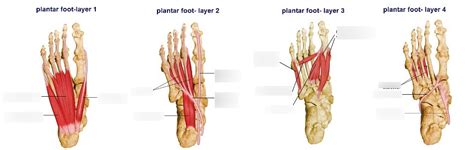 foot muscles summary Diagram | Quizlet