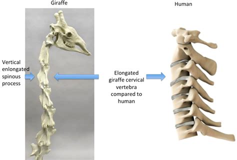 Giraffe Spine