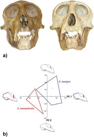 Lesula: A New Species of Cercopithecus Monkey Endemic to the Democratic ...