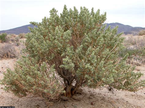 Shadscale (Atriplex confertifolia) - up to 3' tall and wide Juniper Plant, Texas Plants, Plant ...