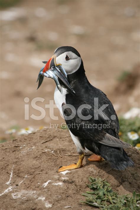 Puffin And Sand Eels Stock Photo | Royalty-Free | FreeImages