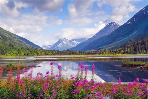 Alaska Wildflower Seeds for Sale | Created By Nature