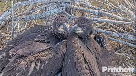 What will happen without Harriet? SWFL Eagle Cam gives nest update ...