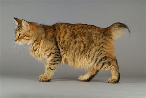 Pixie-Bob Cat Breed: Size, Appearance & Personality