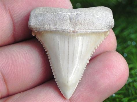 Fossil Chilean Great White Shark Tooth SINISTER HUNTING GREAT WHITE SHARKS TOOTH | Great white ...