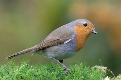 Autour d'Evreux. Savoir reconnaître les oiseaux pour mieux les compter