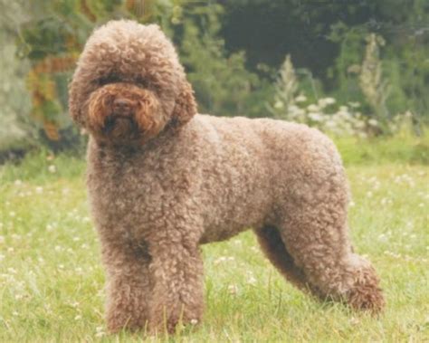 Lagotto Romagnolo-STANDARD – Jelena Dogshows