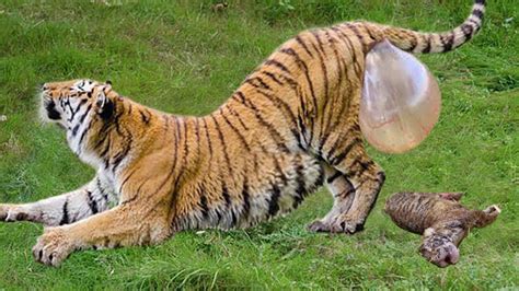 Tiger Giving Birth - Animals Giving Birth - YouTube