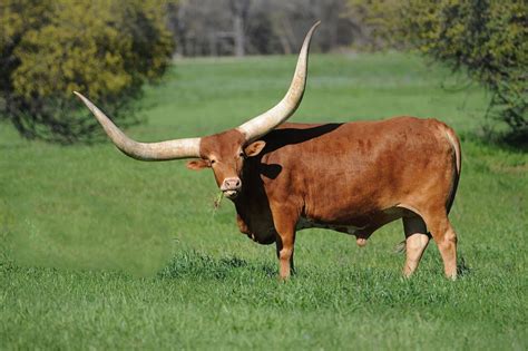 Bowmanville Zoo | Ankole Cow (Watusi) | Tiere, Nutztiere, Kühe