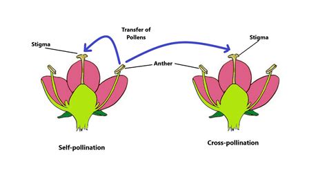 Image Result For Pollination Diagram Pollination Plant