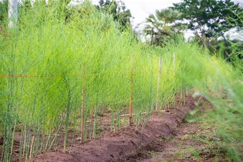 Asparagus Seeds: How to Patiently Grow This Delicious Vegetable - A-Z Animals