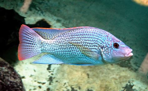 Oreochromis - Wikispecies