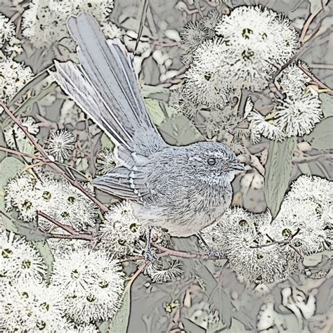 Grey Fantail and Gum Blossom - Australian Bird Painting - Heidi Willis