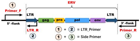 Viruses | Free Full-Text | Evolution of Endogenous Retroviruses in the Subfamily of Caprinae