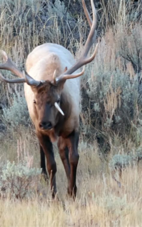 Utah Elk Seen with Broken Antler Sticking Through Its Head - swedbank.nl