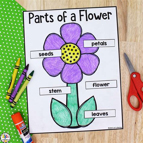 Plant Parts For Kindergarten