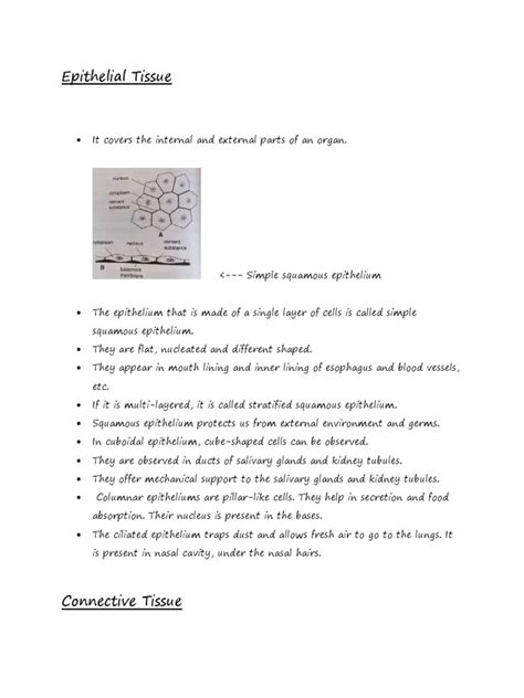 Animal Tissue | PDF | Anatomy | Morphology (Biology)