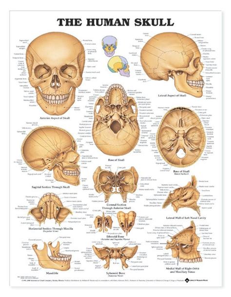 Human Skull Anatomical Chart - Clinical Charts and Supplies