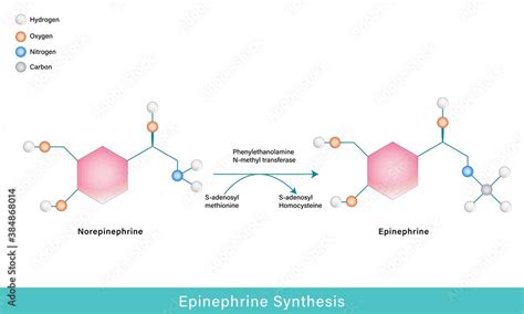 molecular mechanism of synthesis of epinephrine from norepinephrine using SAM as methyl donor ...