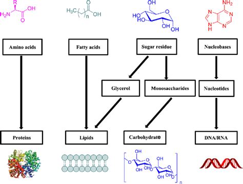 Major macromolecules founded in the body with its precursors | Download Scientific Diagram