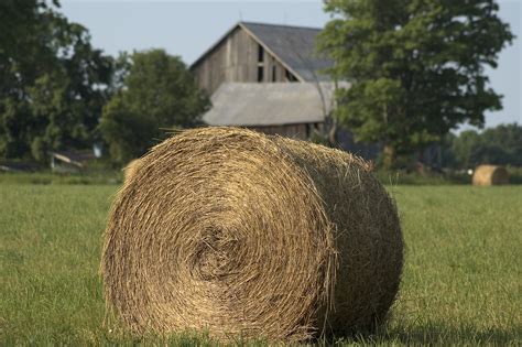 The Best Hay For Horses • Alternative Animal