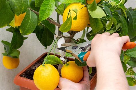 When Should You Prune Your Lemon Tree? - Backyard Boss