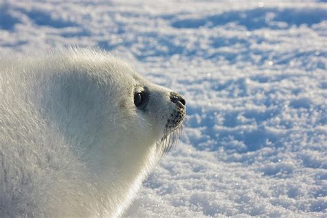 Harp Seal Pup, Close Up, Iles De La Photograph by Keren Su - Fine Art ...