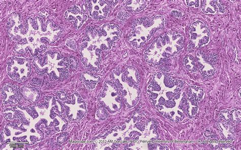 . Histology Slide Download. Magscope.com