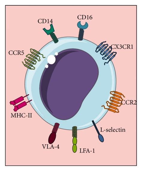 Macrophage heterogeneity. Monocyte activation and differentiation ...