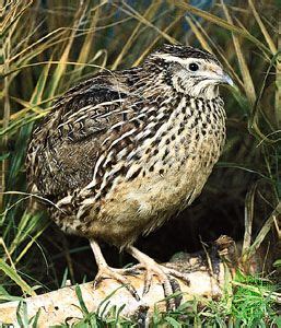 Common quail | bird | Britannica