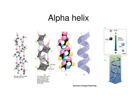 Protein Structure BL ppt download