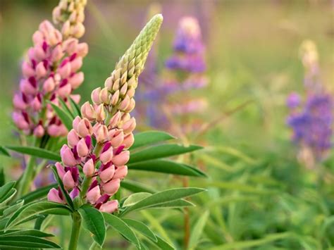 Lupine Care: How to Grow Stunning Lupine Flowers – Pop and Thistle