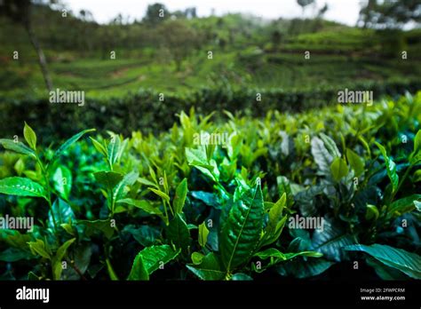 Fresh green tea plantation at Sri lanka Stock Photo - Alamy