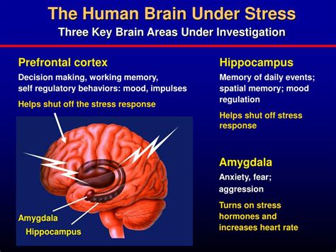 PPT - Good Stress-Bad Stress Brain-Body Interactions and the Effects on ...